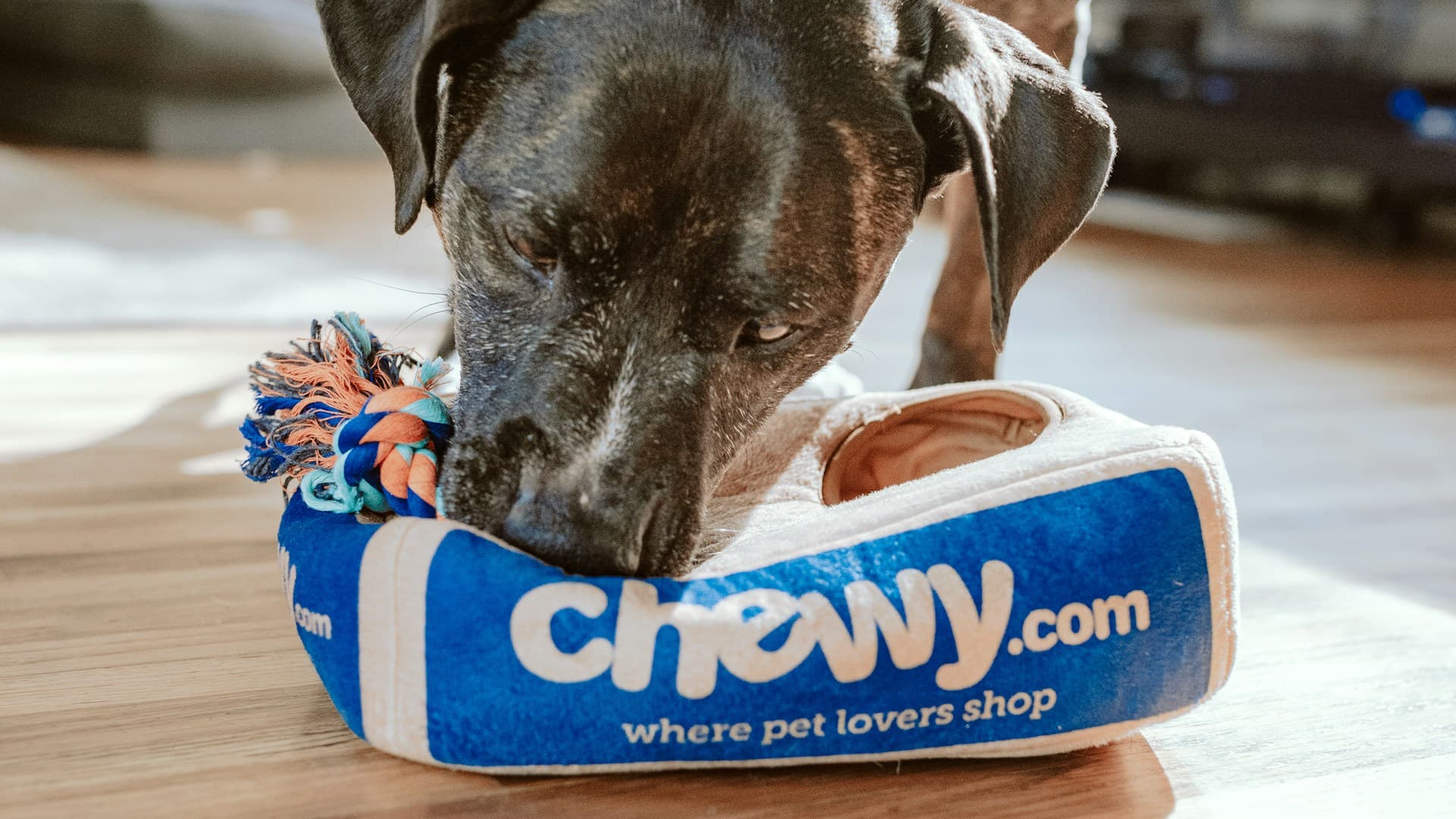 Hoteluri și Pensiuni pentru Animale